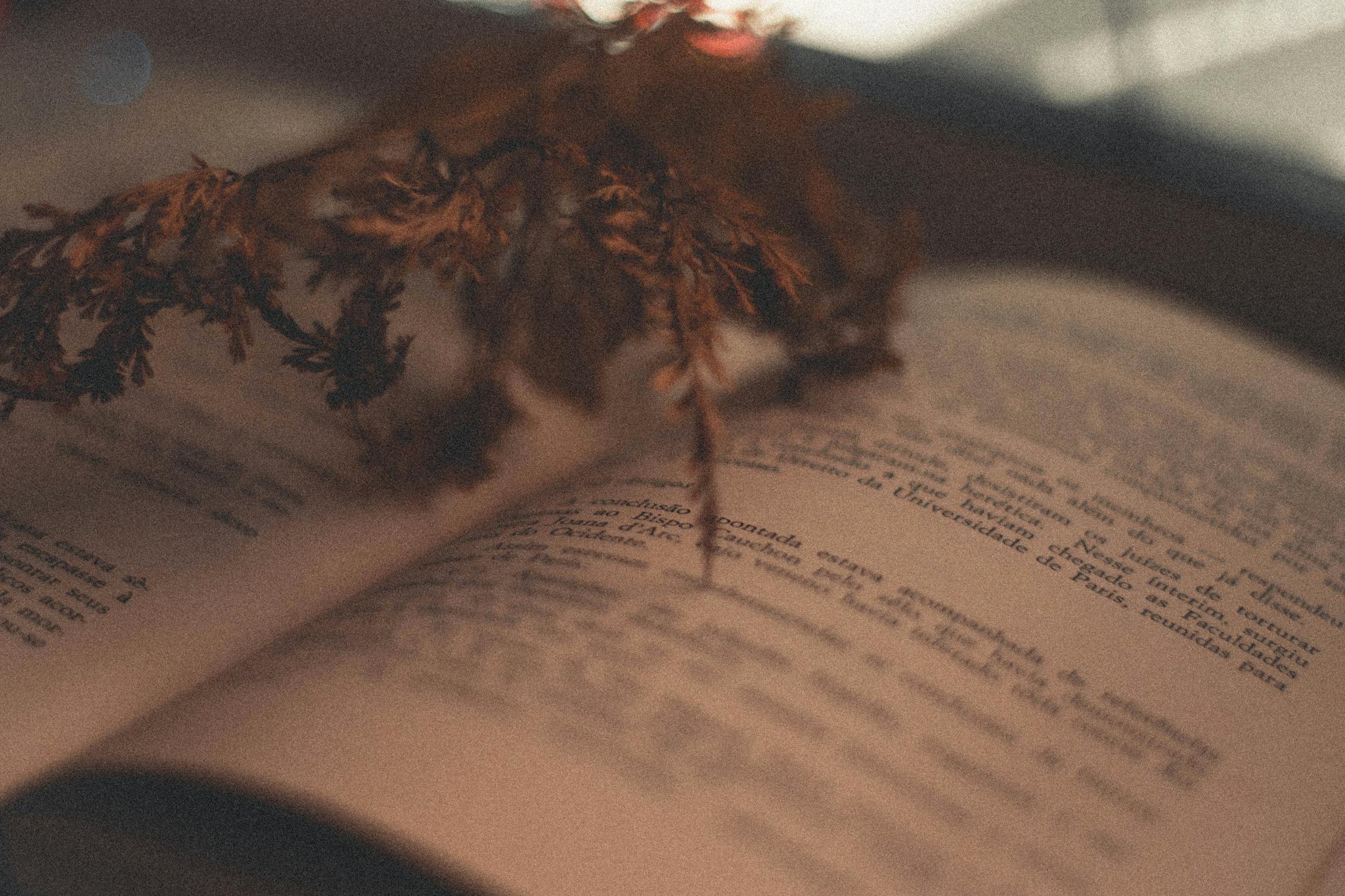 Close-up of an open vintage book with dried leaves, creating a warm and nostalgic mood.
